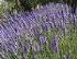lavandula