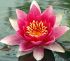 lotus-